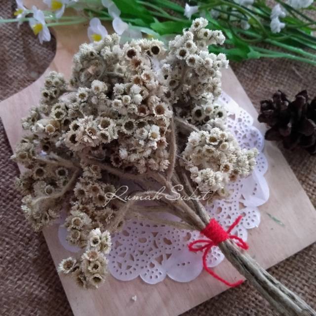 Bunga edelweis Shopee Indonesia Bunga edelweis Shopee Indonesia