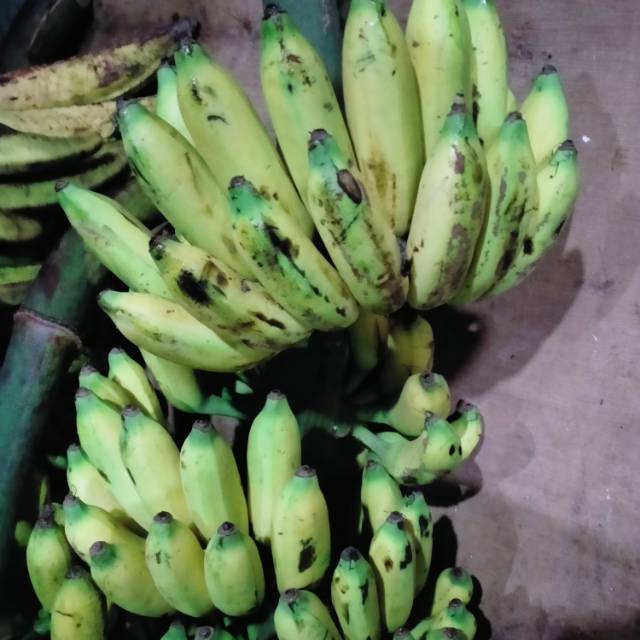 

PISANG ULI