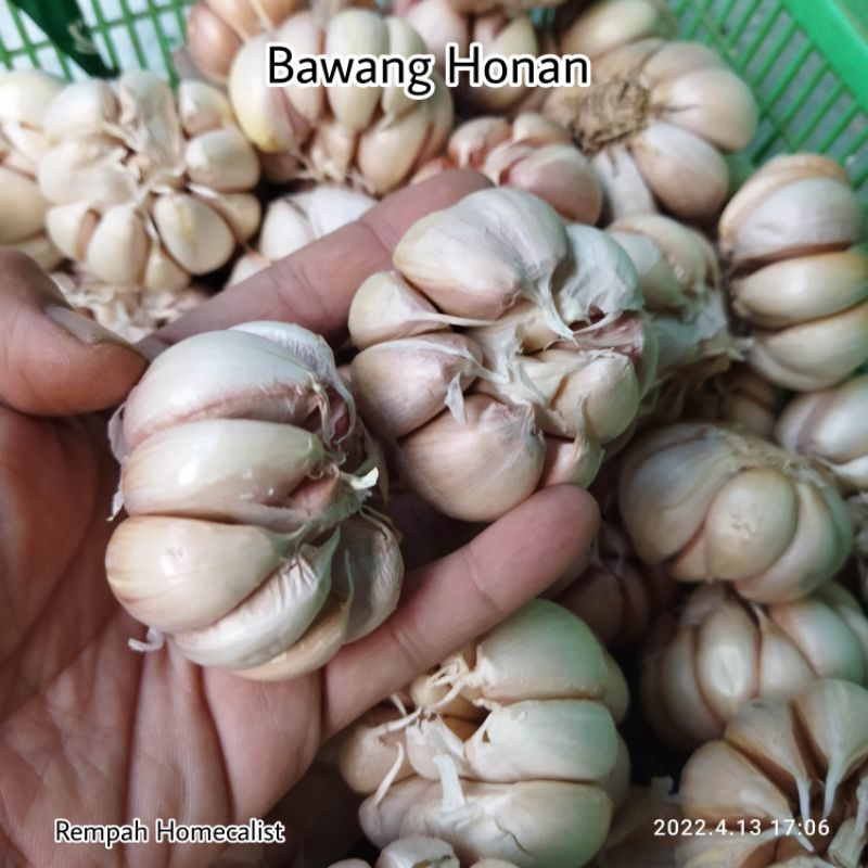 Bawang Putih Honan Bersih Bawang Putih Banci