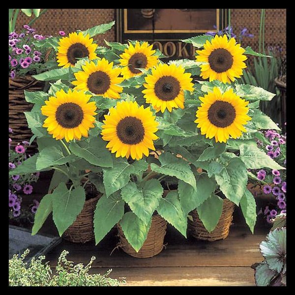 BS-BYL Bibit Bunga Benih Tanaman Bunga Hias Matahari Mawar Aster Vinca Krisan Telang Sunflower Krokot Lavender Marigold Zinnia-SUNFLOWER MINI SUN