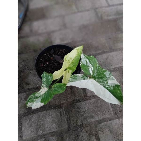 sygonium varigata / sygonium albo