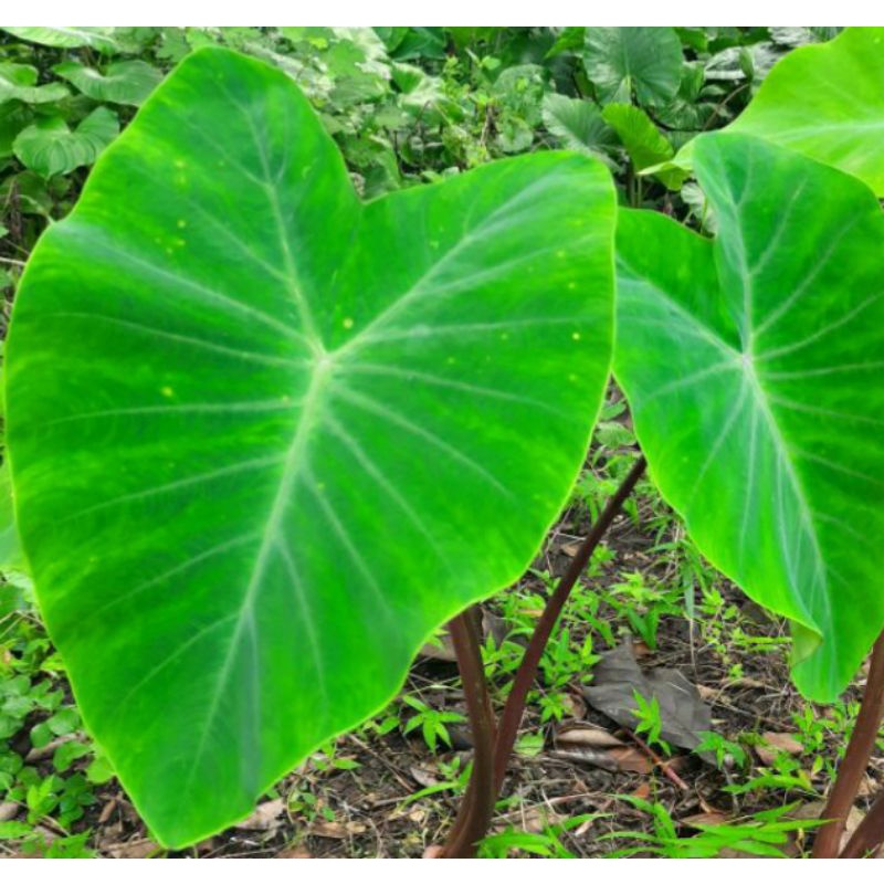 DAUN Keladi talas hitam (lompong bukan sente wulung)/KG.