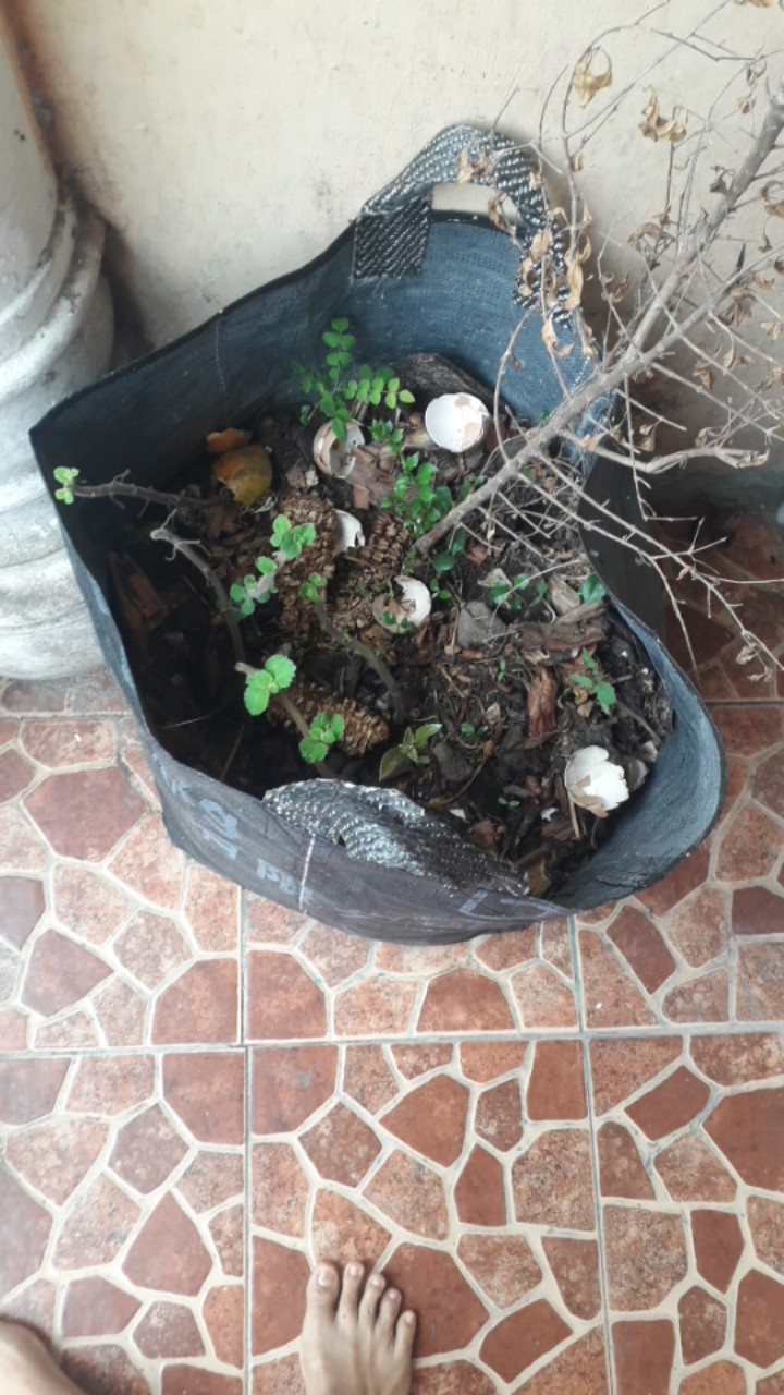 Bibit Cabe Keriting Hellboy Isi 5 Gram | Benih Cabe | Bibit Cabai Keriting | Bibit Unggul