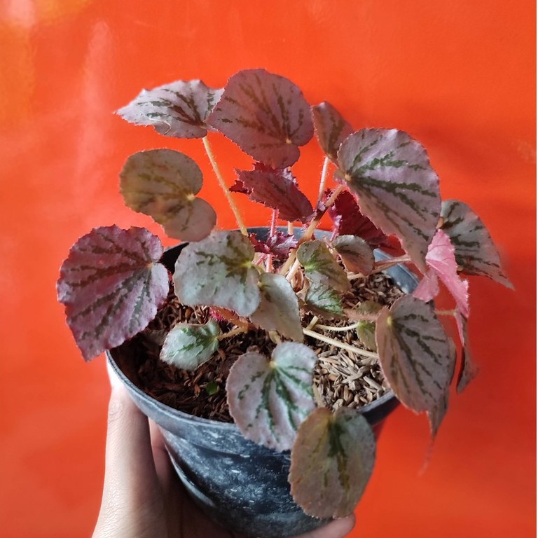 Bunga Begonia Gantung Cantik Murah