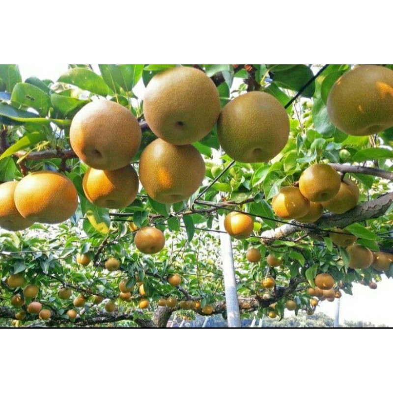 bibit buah pir