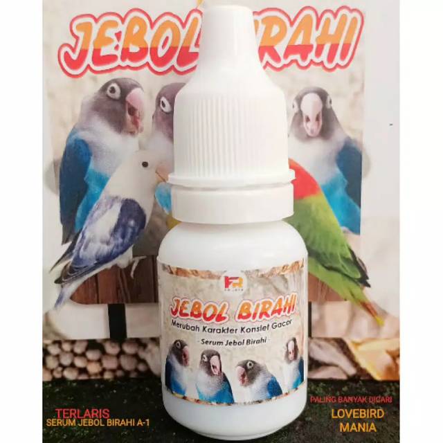 FR jebol birahi jebol birahi burung lovebird