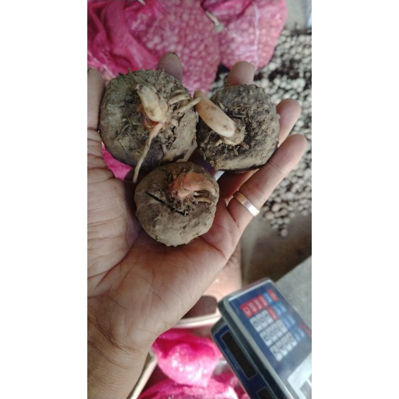 Umbi Porang khusus Kuncup/Tunas isi 5-10