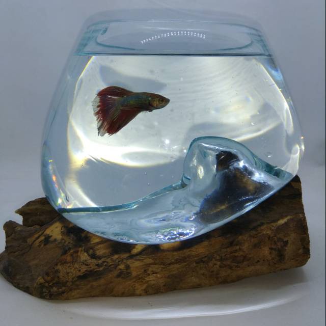 Aquarium kaca tiup alam