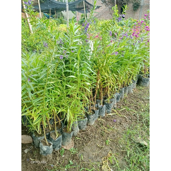 Bibit bunga lavender siap tanam