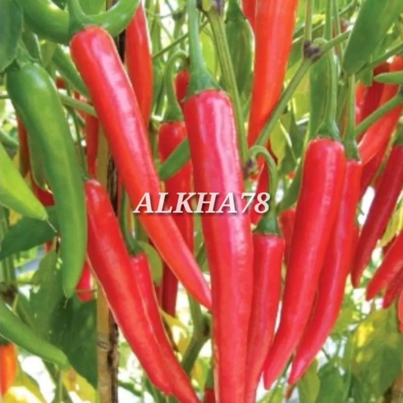 benih cabe besar / lombok gede super