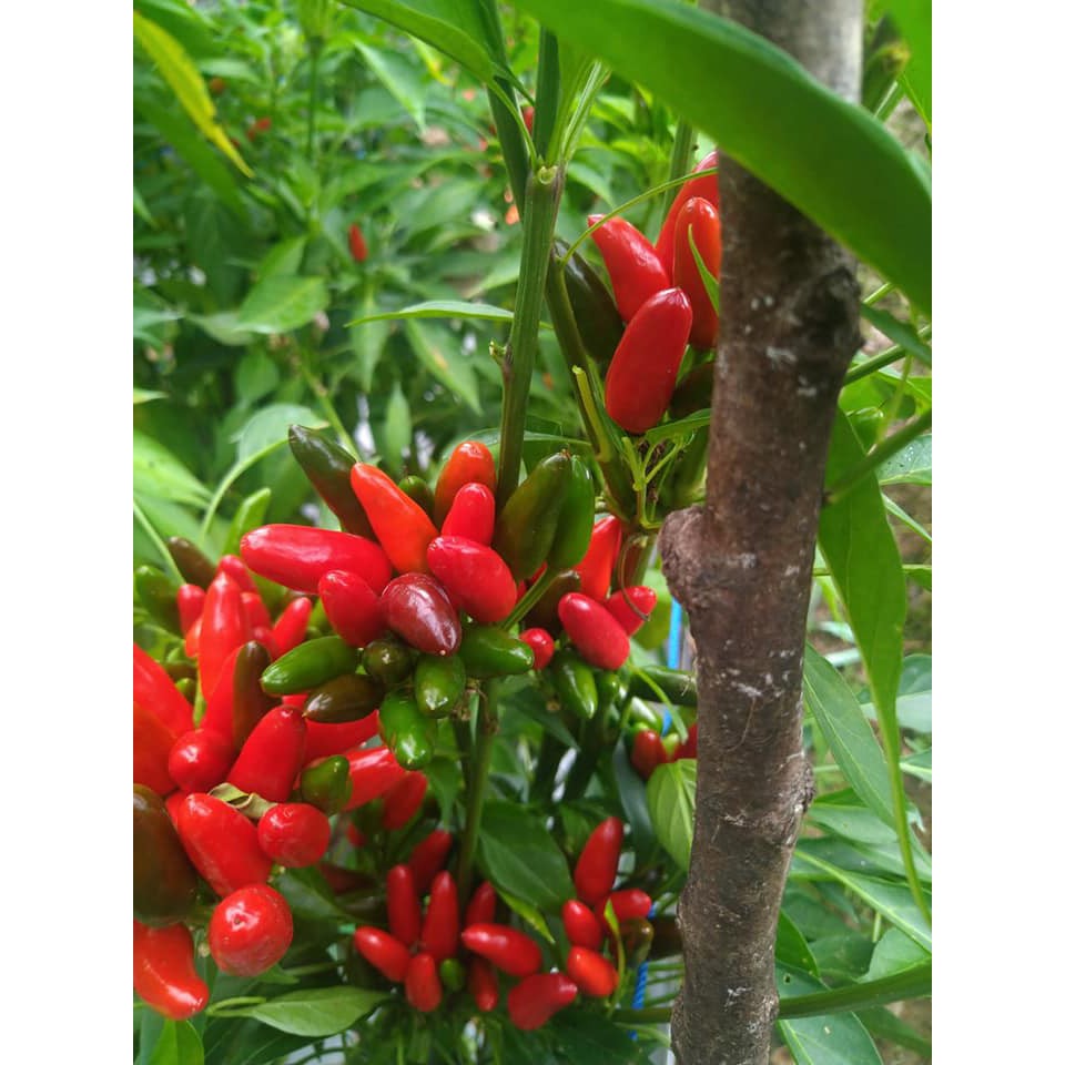 Benih Bibit Biji - Cabai Etna Jenis Cabe Tumpuk Bergerombol Pepper Seeds