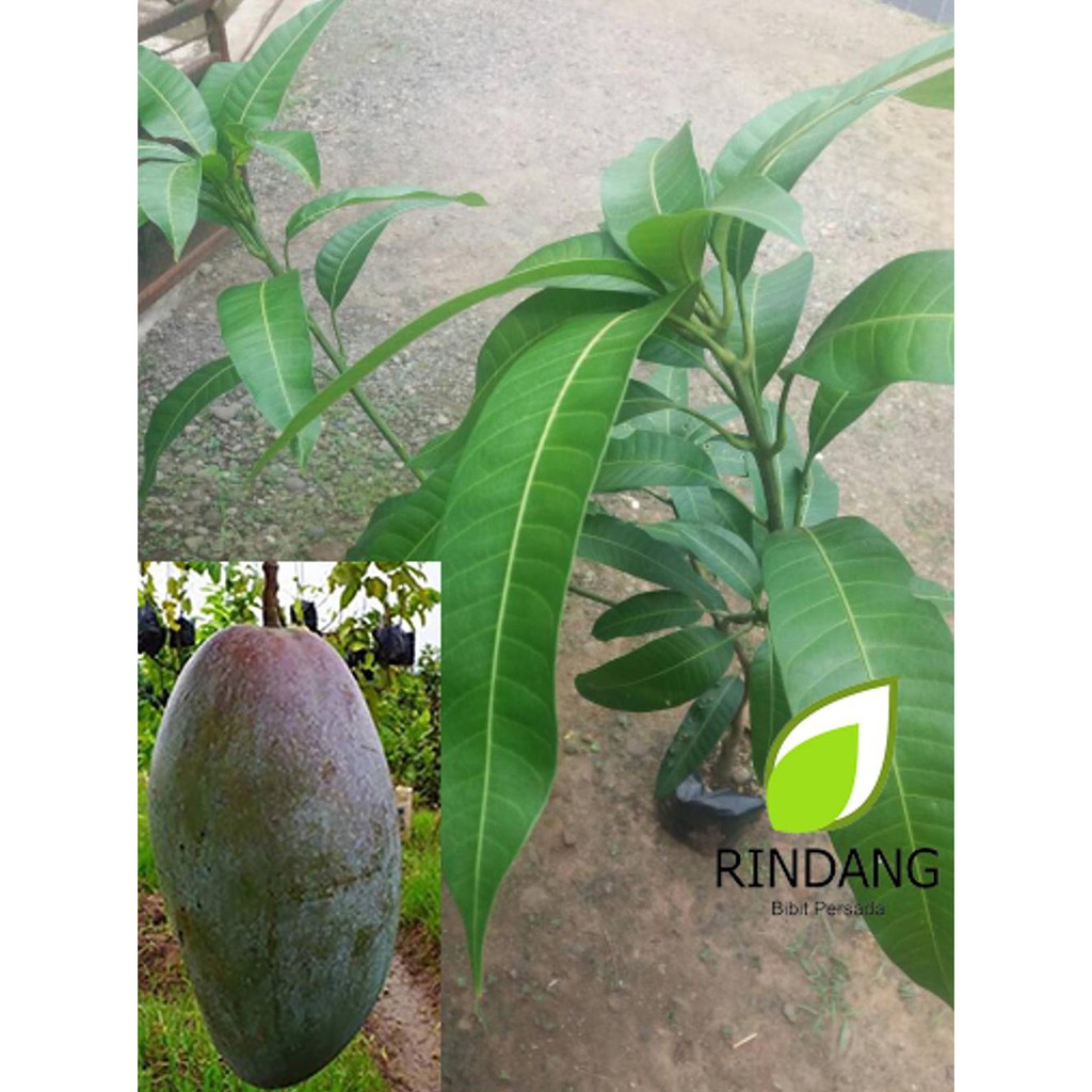 1# Bibit Buah Mangga Kiojay Thailand I Mangga Kio Jay Thailand *_*