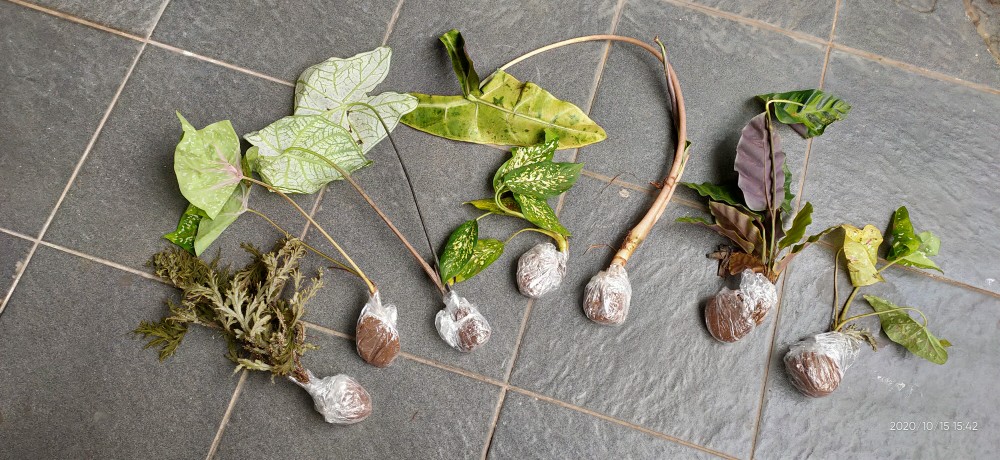 Alocasia Kupng Kelinci Murah