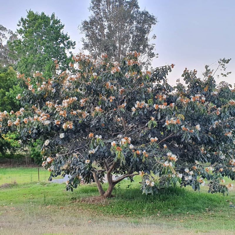 tanaman buah Salju asli Bedugul Bali siap tanam