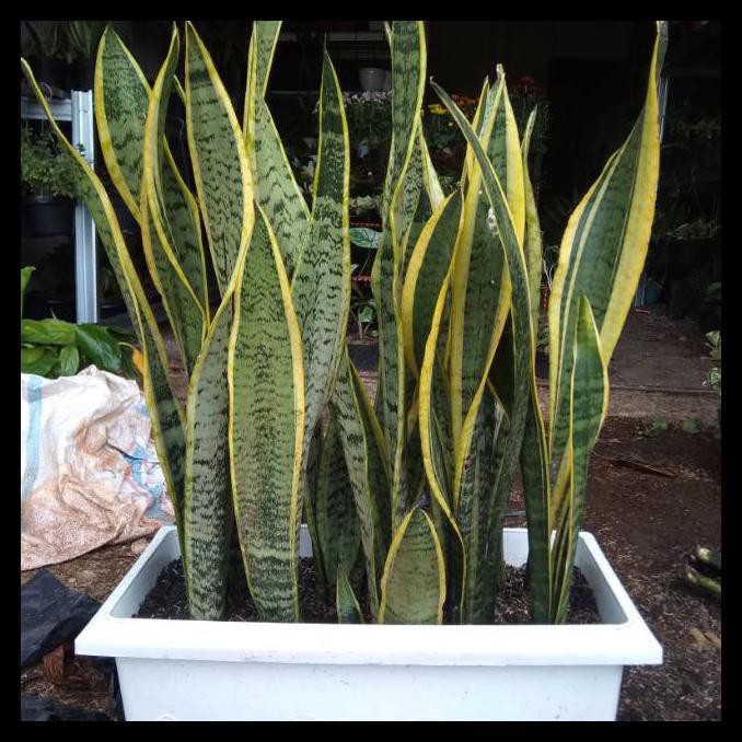 Paket Tanaman Hias Sanseviera / Lidah Mertua + Pot Panjang