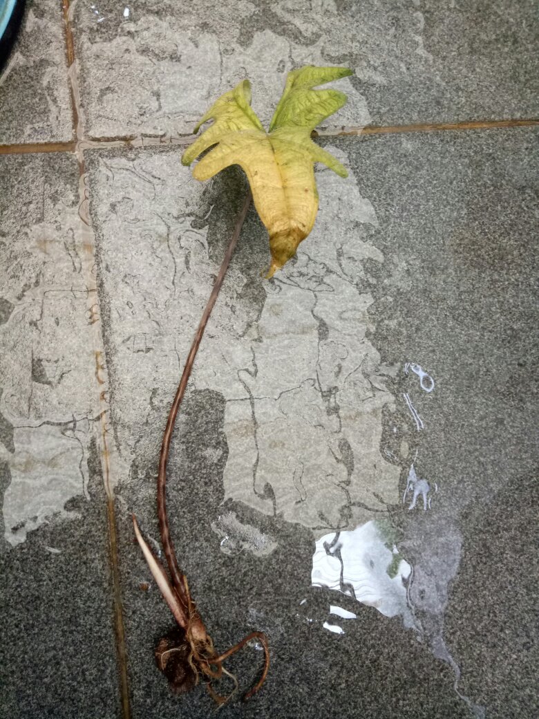 Alocasia Jacklin