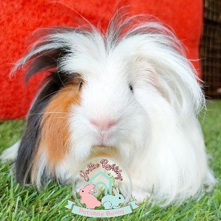Guinea pig coronet guineapig gp marmut hias ras cavy cavvies
