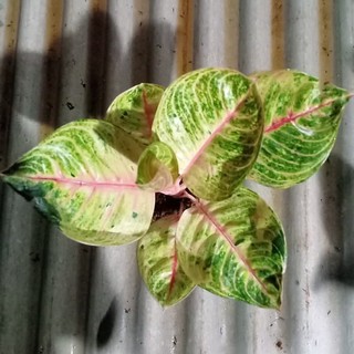 tanaman hias aglonena Moon light pusat aglonema ABR tanaman hias aglonena Moon light pusat aglonema ABR