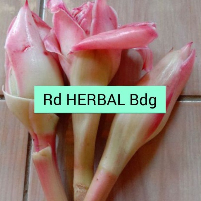 

Jual bunga pohon kecombrang 1 kg segar