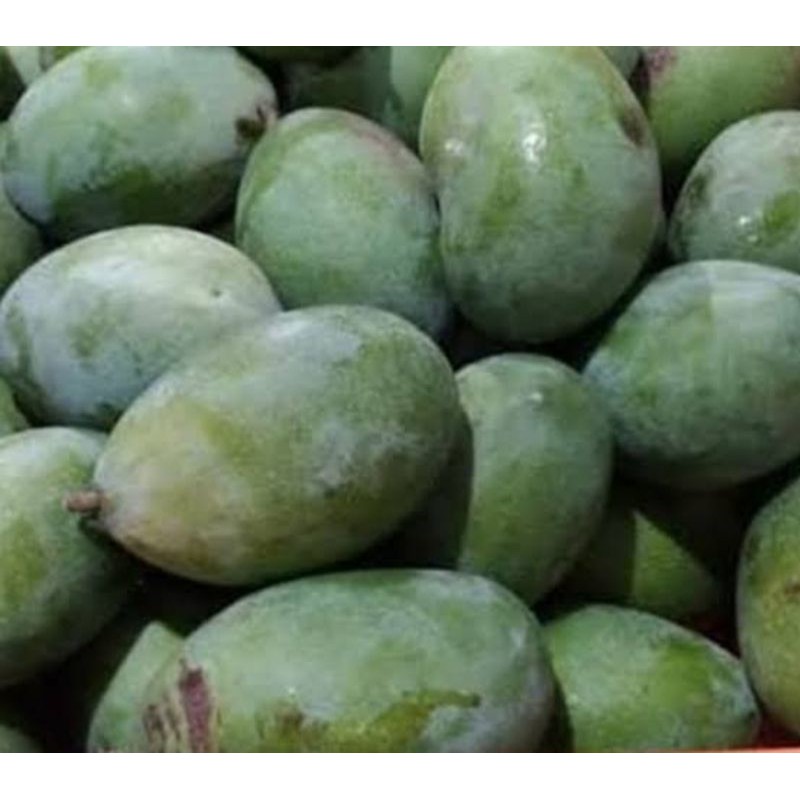 

Buah mangga manalagi super 1/2 kg