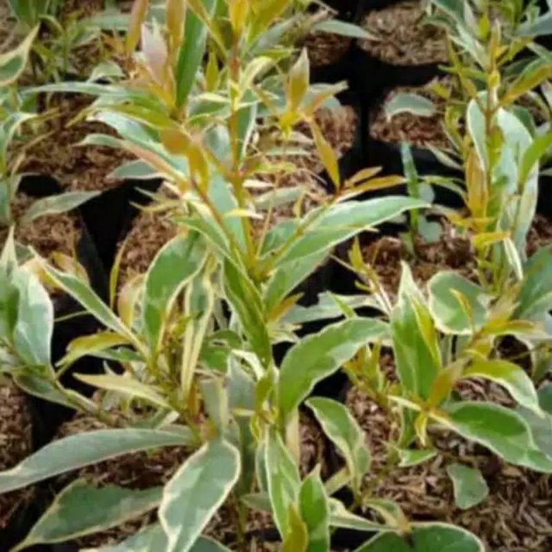 Bibit tanaman hias pucuk merah varigata - pucuk varigata