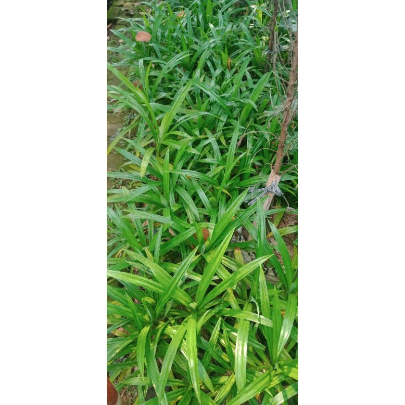 Bibit pohon pandan wangi / Pandan wangi / daun pandan wangi