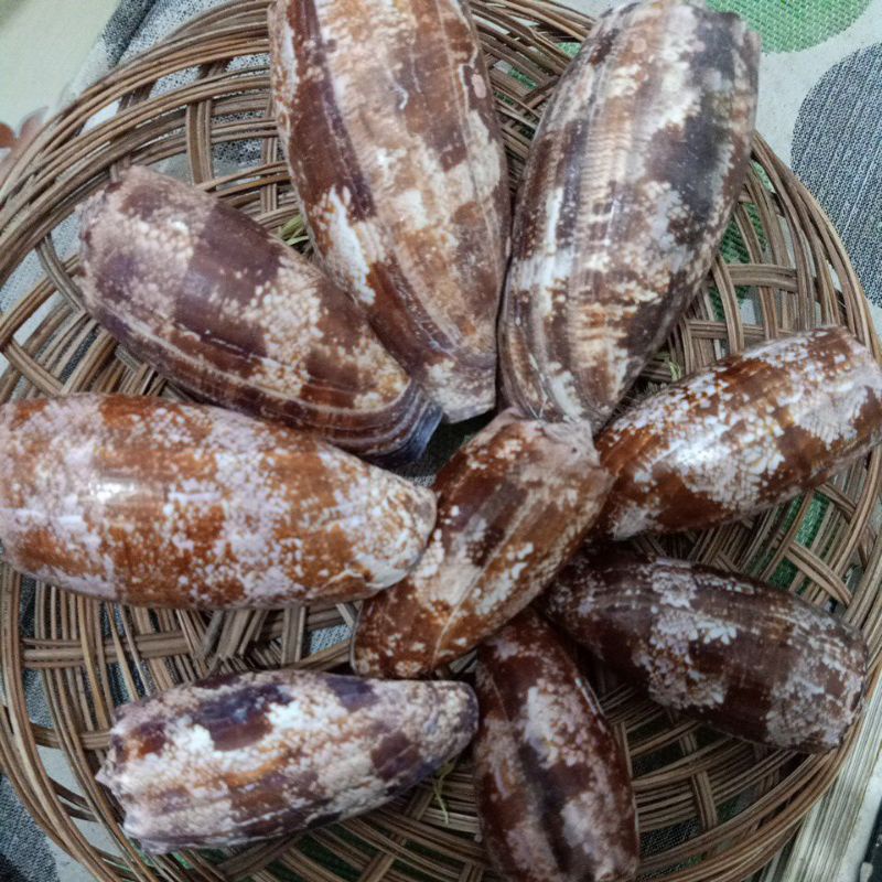 CANGKANG KERANG CONUS GEOGRAPHUS