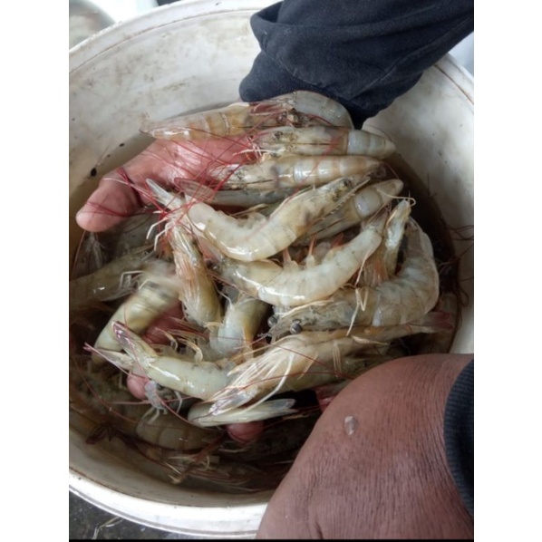 

Udang Segar Jumbo
