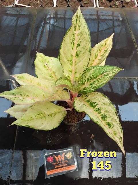 Tanaman Aglonema Aglaonema Hias Frozen Shopee Indonesia