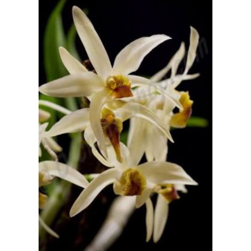 DENDROBIUM HETEROCARPUM