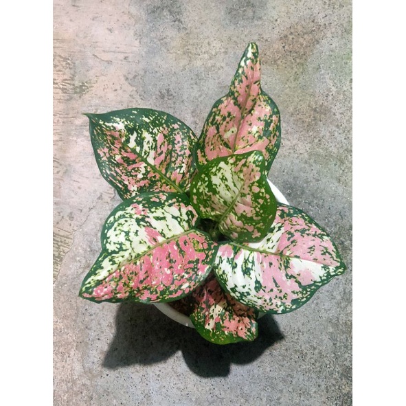 Aglonema Tricolor Jumbo