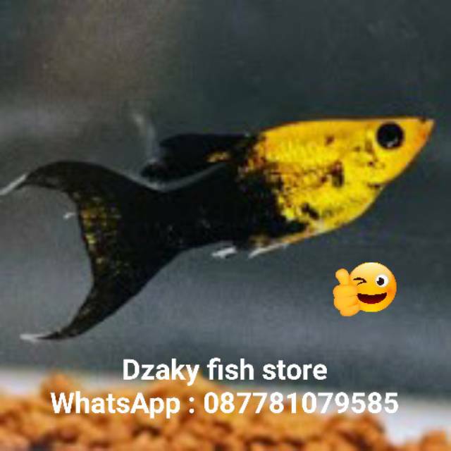 Ikan hias molly, platy golden black