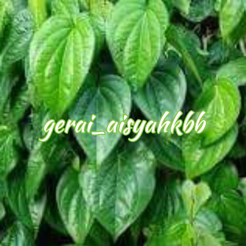 DAUN SIRIH HIJAU SEGAR 1KG