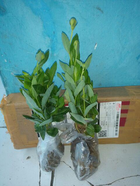 Tanaman Hias  Bibit Bunga Star Blue