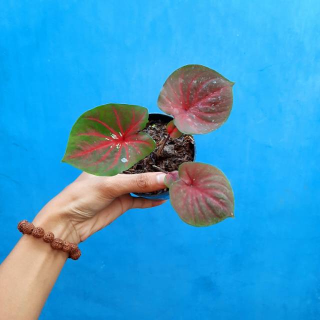 Bibit Caladium / Keladi Hias Doreng Spesial