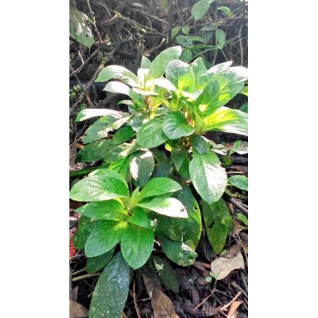 

ready daun reundeu segar 500gr