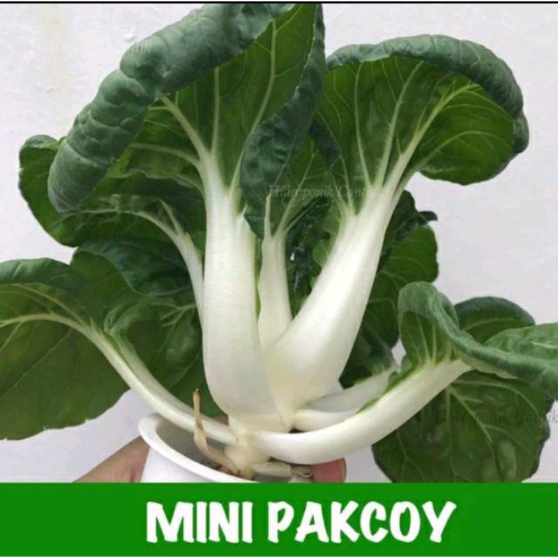 benih sawi baby mini pakchoy nai bai