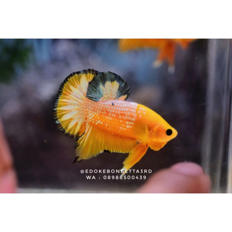 FCCP YELLOW FULL BANDING