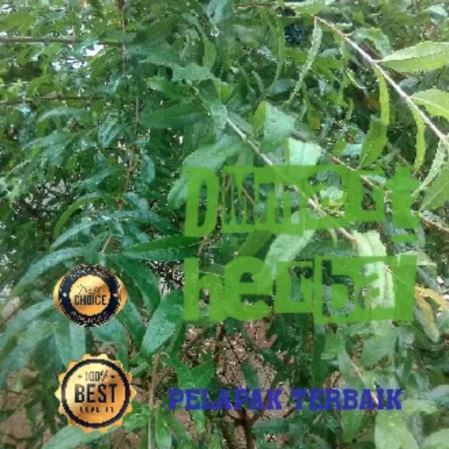 

DAUN DELIMA ORGANIK.FRESH DAN SEGAR.OBATI SEMUA PENYAKIT