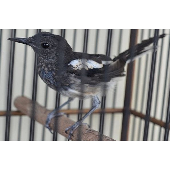 Burung Kacer Dahit atau Kacer Jawa Timur