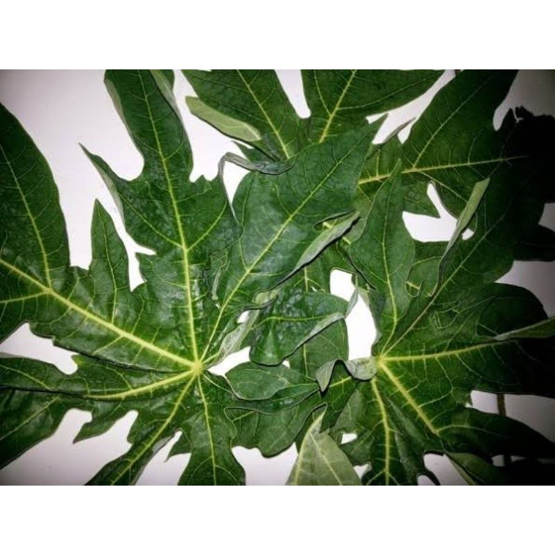 

500gr Daun Pepaya Pahit/ Daun Pepaya Pahit/ Daun Pepaya Segar
