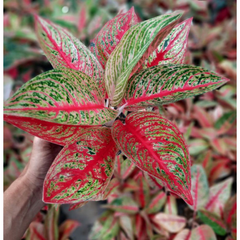Aglo/aglonema/tanaman/tanaman hias/bunga/Aglaonema Legacy (bibit 2-4 daun) -TANAMAN HIAS