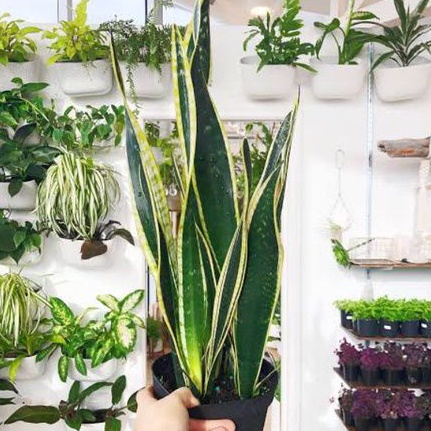 Sansevieria black gold/sansevieria black gold flame