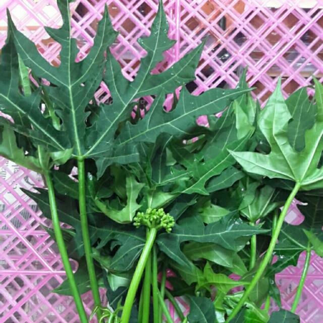 

DAUN PEPAYA JEPANG Organic ~250g