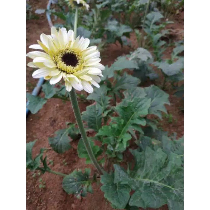 tanaman gerbera putih