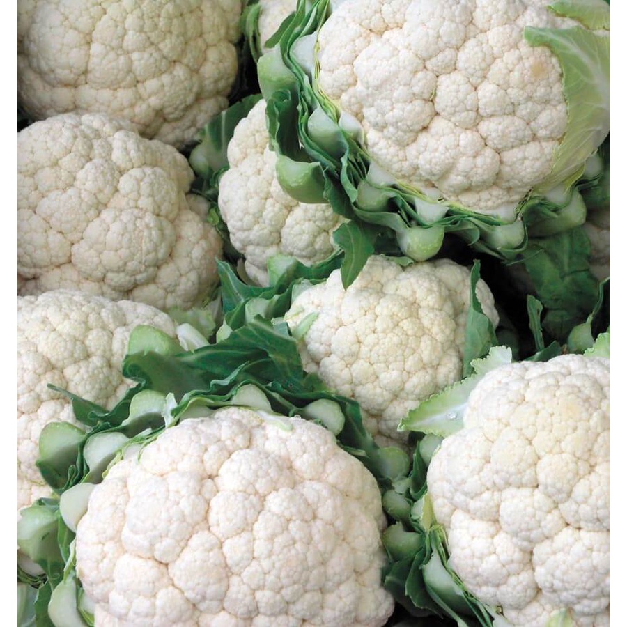 Benih Bibit Biji - Bunga Kembang Kol Cauliflower Bunga Kol Putih Hibrida Seeds - Varietas Tahan Panas dan Lembab - Panen Dalam 45 Hari