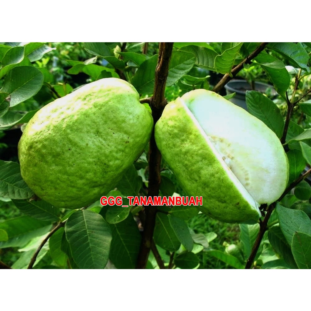 Bibit Jambu Kristal Jumbo Hasil Okulasi Siap Berbuah