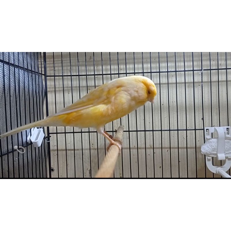 KENWRI YORKSHIRE BETINA (05)