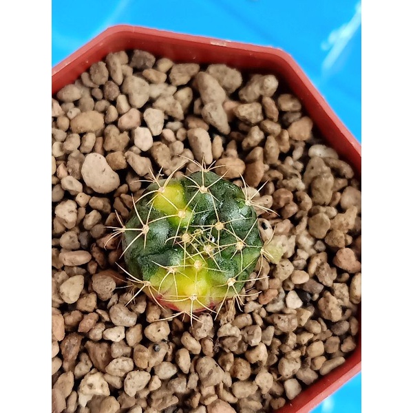 Gymnocalycium damsii varigata damsi var ownroot kaktus rare