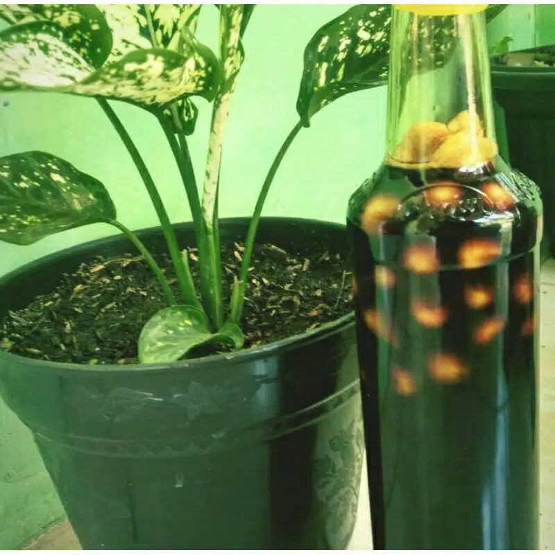 

Madu hitam bawang tunggal